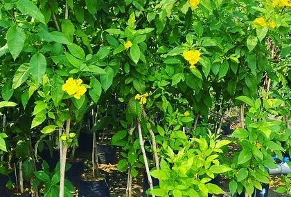Yellow Bell (Tecoma stans) shrubs, which produce bright yellow trumpet-shaped flowers.