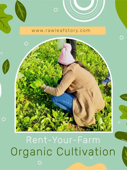 Here is a glimpse into our 'Rent-Your-Farm' experience. A guest is seen harvesting fresh, leafy greens from her own plot. This is what organic cultivation and connecting with the earth looks like.
