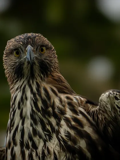 An intense, close-up portrait of the Changeable Hawk-Eagle. The direct eye contact and detailed feather patterns make this a captivating shot.