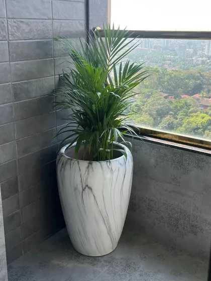A beautiful marble-finish fibre planter housing an Areca Palm on a balcony. This combination is perfect for creating a sophisticated and serene corner with a lovely view.
