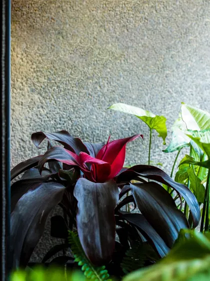 The grandeur of greenery. The deep, rich red of this Cordyline plant provides a stunning focal point in this lush, green arrangement.