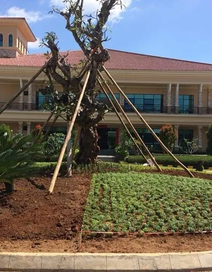 This image shows the scale of our work at a government or institutional building. We are planting a large feature tree and installing thousands of small groundcover plants to create a lush landscape.