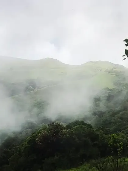 A view of the fog-covered mountains in the Malnad region, with a tree framing the shot. This image conveys the quiet and mysterious beauty of the area.