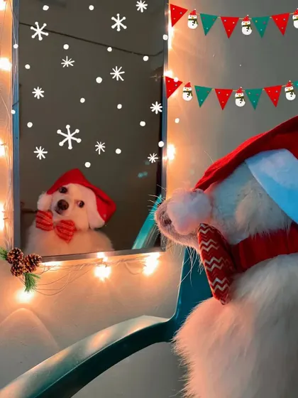 Who's that handsome pup in the mirror? Getting ready for our Christmas party is serious business. I make sure every detail is perfect for a festive and memorable celebration.