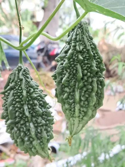 A pair of bumpy, green karela hanging from the vine. Growing these is a fun challenge, and I can help you succeed.