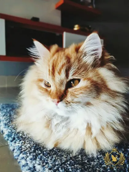 A fluffy ginger cat enjoying a quiet moment on a textured blue rug. Providing different textures for cats to rest on is part of our enrichment strategy.