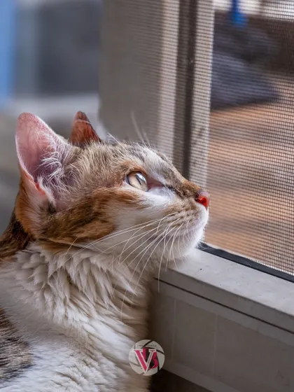 A quiet moment of a cat looking out the window, lost in thought. Natural light from a window is perfect for creating soft, lifestyle portraits.