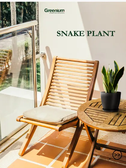 The Snake Plant is one of the hardiest plants you can have on your balcony. It requires minimal care, purifies the air, and its modern look fits perfectly with any decor style.
