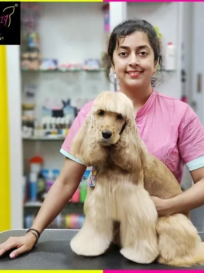 This Cocker Spaniel is looking pretty as always. Her long, flowing skirt is a hallmark of the breed, expertly maintained to be beautiful and tangle-free.