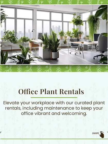 My office plant rental service is designed to elevate your workplace. I provide a curated selection of plants and include all maintenance to keep your office vibrant and welcoming.