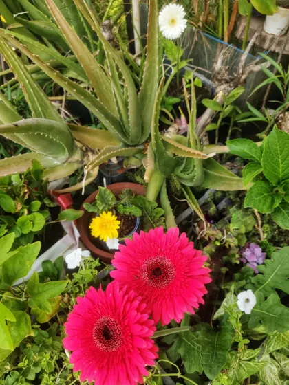 A view of the gerbera daisies growing amongst other plants like aloe vera, showing how different species can be planted together.