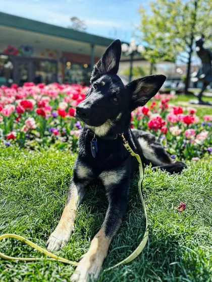 A duplicate image of Cinderella, posing beautifully in a field of tulips after her training.