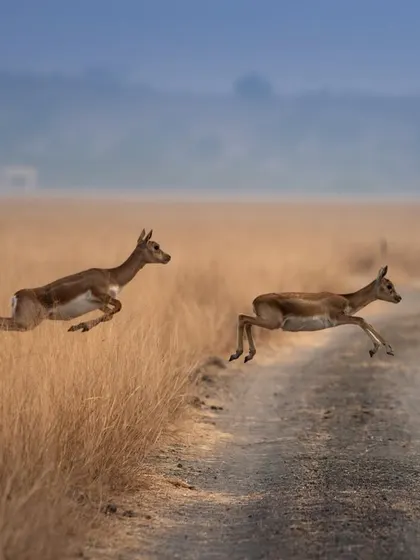 A clearer view of the leaping blackbucks, showing the female leading the male across the track. This is a classic action shot that captures the energy of the chase.