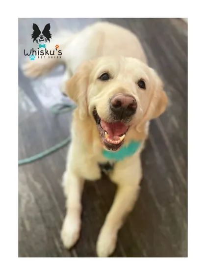 A happy face says it all. This Golden Retriever is feeling great after a refreshing spa and grooming session.