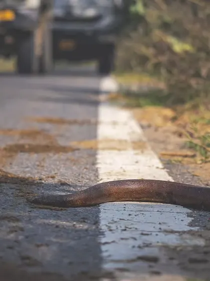 A Red Sand Boa crossing a road. We stopped traffic to ensure it had safe passage, a small act of coexistence we encourage.