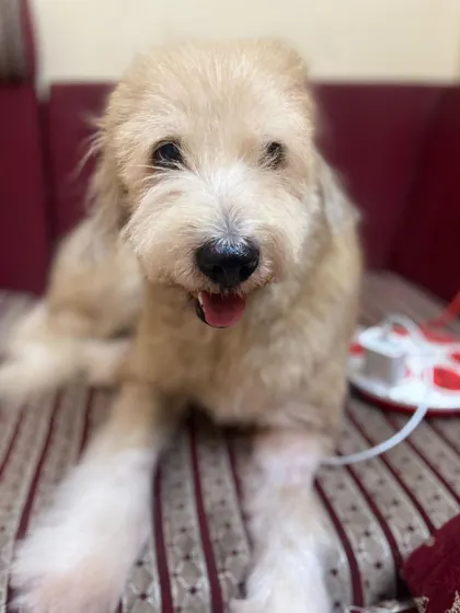 We believe every life is precious, and we want to honor Snowy, a senior girl we had the privilege of loving in her final year. Adopting a senior dog is a special kind of love. It’s about giving them comfort, dignity, and a family to call their own, for whatever time they have left.