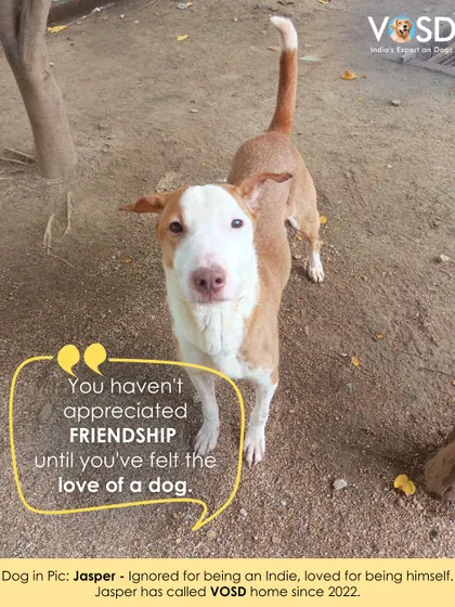 Jasper was ignored for being an Indie dog, but he has been loved for being himself at VOSD since 2022.