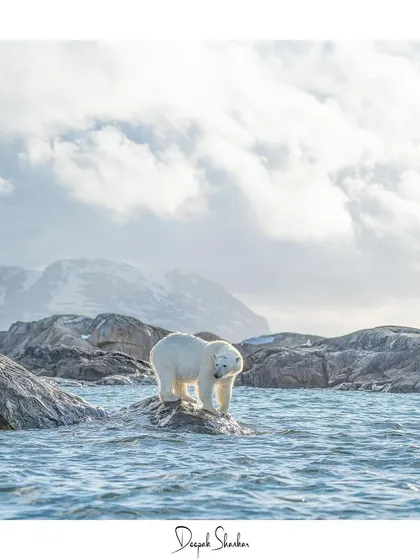 This signed print is a personal memento from a pilgrimage to the frozen north, a tribute to the remarkable resilience of Arctic life.