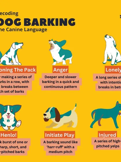 From a sharp "henlo" to a series of lonely barks, your dog's vocalizations are a complex language. This guide decodes different types of barks so you can better understand what your dog is trying to tell you.
