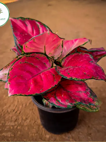 The vibrant pink and green leaves of this Aglaonema, or Chinese Evergreen, make it a standout indoor plant. It's not only beautiful but also an excellent air purifier, making it a perfect, low-maintenance addition to brighten up any home or office.