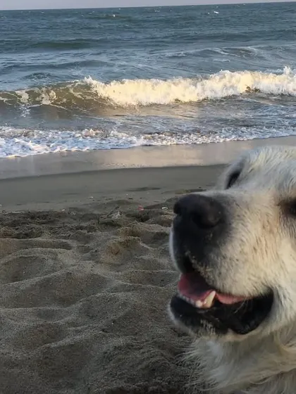 These photos are from our very first beach trip to Pondicherry. Seeing my dogs experience the ocean for the first time, equipped with their life jackets, solidified my passion for pet travel.