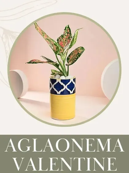 The Aglaonema Valentine, with its beautiful pink-splashed leaves, is a stylish indoor plant that is also safe for your pets. It adds a pop of color and is easy to care for.