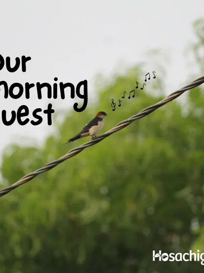 Our morning guest, a small bird singing on a wire. This is the natural soundtrack of our farms, a peaceful start to the day.