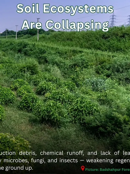 Construction debris and chemical runoff can cause soil ecosystems to collapse. At Badshahpur Forest Corridor, we are rebuilding the soil to support the microbes, fungi, and insects that are the foundation of a forest.