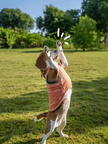 Will I get good pictures if my dog can't pose? Heck yes! This shot of June the Beagle doing her signature ballerina jump is proof that the best photos come from letting your dog be their quirky, energetic self.
