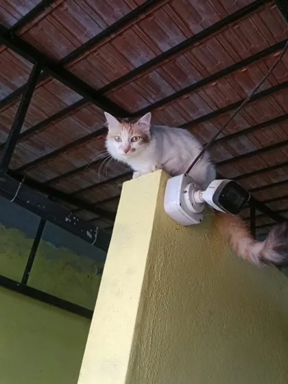 A close-up of our beautiful cat perched high up, observing the world. Cats love vertical spaces, and we provide them with safe climbing spots.