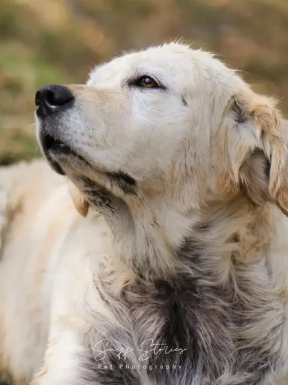 A close-up portrait of Mia, a senior Golden Retriever, her grey hairs showcasing the wisdom and love she has shared over the years.