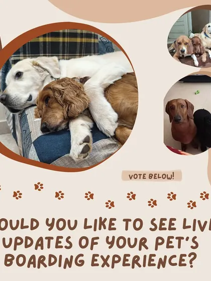 Would you like to see live updates of your pet's boarding experience? We value your opinion on how we can best keep you connected to your furry friend.