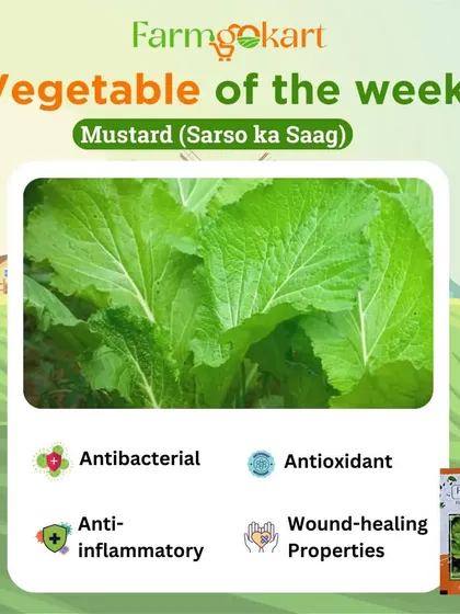 Let's talk about mustard greens, or *sarso ka saag*. This winter favorite is packed with anti-inflammatory and antioxidant properties, making it a healthy and flavorful addition to your garden.