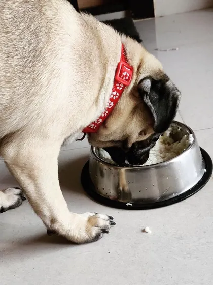 Little Pillu the Pug enjoying his bowl of home-cooked food. We cater to different dietary needs and ensure every guest is well-fed and happy.
