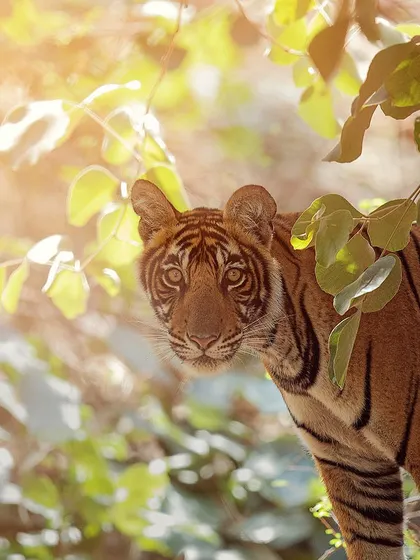 Noor, the 'Golden Girl' of Ranthambore, framed by sunlit leaves. This kind of backlighting can create a magical, halo-like effect.