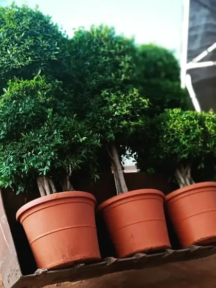 Here are three large topiary trees in classic terracotta-colored pots being loaded for a client. I can supply both the shaped plants and the appropriately sized pots for large-scale garden designs.