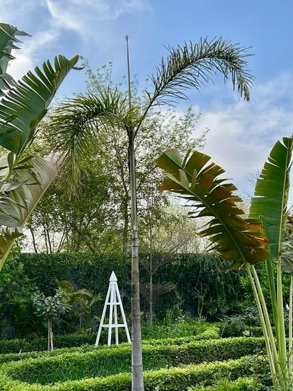 A vegetable garden I designed in Kapashera. The space is organized and beautiful, featuring a white obelisk for climbing plants, foxtail palms, and neatly arranged garden beds.