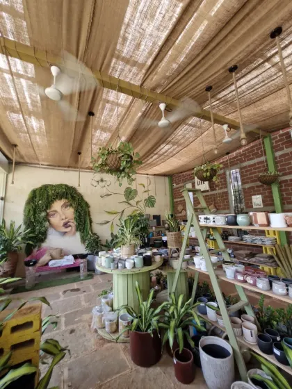 The view from near our plant mural, showing the shelves filled with colorful pots and planters. It’s a testament to our love for both plants and aesthetics.
