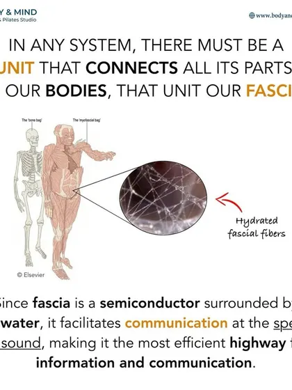 Fascia is the connective tissue that unites our entire body. As a semiconductor, it facilitates communication at the speed of sound, making it the most efficient information highway in the body.