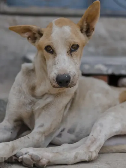 A portrait of a stray dog on the streets of Pune. I believe every animal deserves to be seen, and I use my photography to capture their unique character and soul.