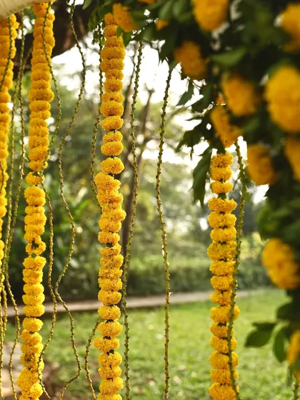 Close-up of bright yellow marigold garlands hanging outdoors. This image captures the simple, natural beauty of traditional genda phool decorations, perfect for any auspicious occasion.