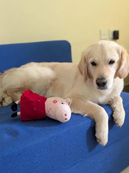 Buddy relaxing on the couch with his toy. He is a medium sized retriever who has no food tantrums and is very well behaved indoors. He is looking for a home in Bangalore.