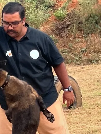 Another shot of me training a tracker dog at the Bandipur facility. The focus and drive of this Belgian Malinois are evident as we work with a scent toy, preparing it for real-world tracking scenarios.