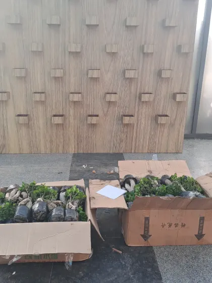 Boxes of Ginseng Ficus bonsai trees arriving on site, ready to be installed onto the custom wall. We source high-quality, uniform plants to ensure a cohesive look for large-scale projects.