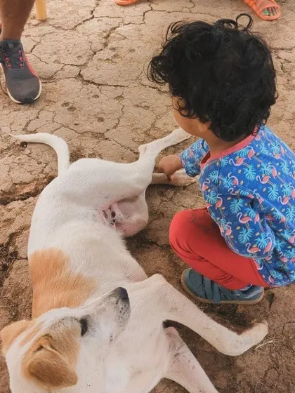A young child gently petting a relaxed Indie dog that is lying on the ground. Our rescue dogs are excellent teachers in patience and gentleness.