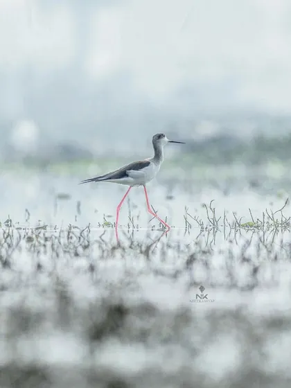 Capturing the distinctive long, pink legs of the Black-winged Stilt in motion. The soft, diffused light of the overcast morning was perfect for this kind of subtle, atmospheric shot.