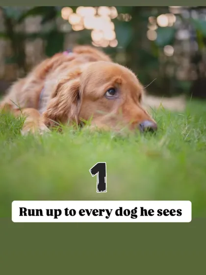 A key part of my work is ensuring a safe environment for both dogs and kids. This includes teaching children not to run up to every dog they see, respecting their space and boundaries.