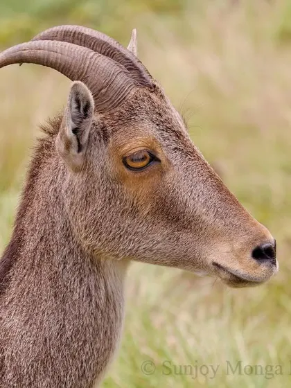 The Nilgiri Tahr is a wild goat found only in the high-altitude grasslands of the southern Western Ghats. This portrait shows its elegant, back-curving horns and the calm, watchful eyes of a creature perfectly adapted to its wind-swept, rocky home.