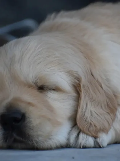 Every detail, down to their little paws, is a sign of a healthy, well-cared-for puppy.