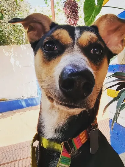 This is Bruno, and his expression is priceless. Indie dogs are so expressive and smart, you can have whole conversations with them just through their looks. He is another one of my precious rescued babies.